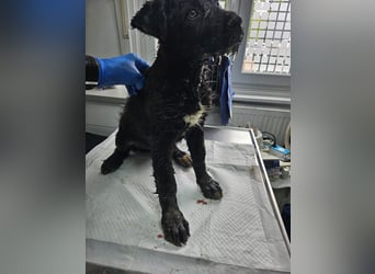 Eléa – Kleine Entdeckerin mit großem Herz sucht Zuhause