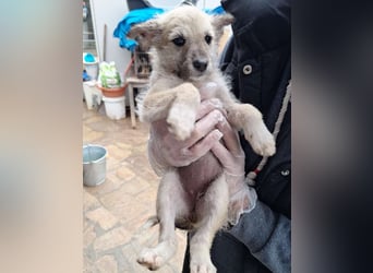 ⭐️ANU⭐️, Hündin, 2,5 Monate, 20 cm, Mischling, Tierschutz