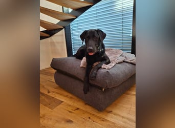 Tyson - der gutgelaunte Traumhund