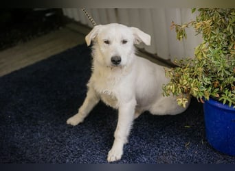 LUZIE - das brave Mädchen träumt von einem liebevollen Zuhause