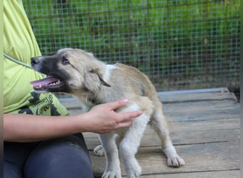 Gut gelaunter FRITZI ist ein charmanter und lustiger Hundebub