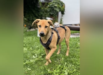 Elay, ein Herzenshund sucht sein Glück, PS in 94078 Freyung