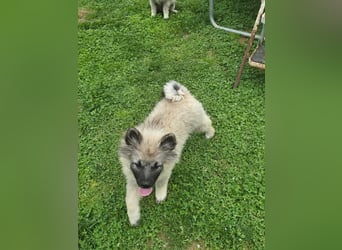Wolfsspitz