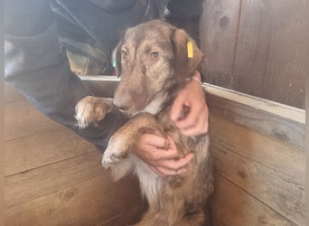 ♥ALWA♥ besondere, vom Tierheim sehr gestresste Hündin sehnt sich nach einem ruhigen Zuhause 53 cm