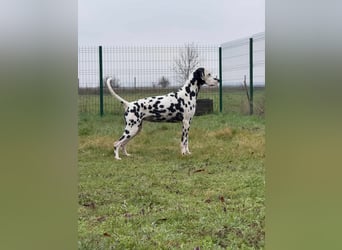 Dius, 3 Jahre, 57cm sucht ihr Körbchen