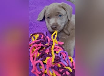 Labrador Aussiedor Welpen aus liebevoller Zucht