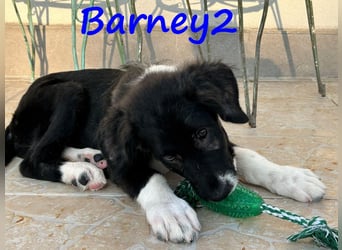 Barney2 geb. 02/2025 (GRC) - verschmuster und verspielter, charmanter Griechischer Hirtenhund Welpe!