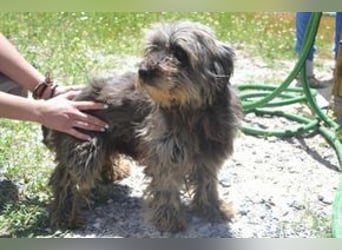 Bobi – einer von zwölf zurückgelassenen Hunden sucht ein neues Zuhause
