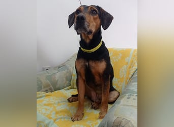 Jasco ❤️ neugierig, lebhaft & verspielt