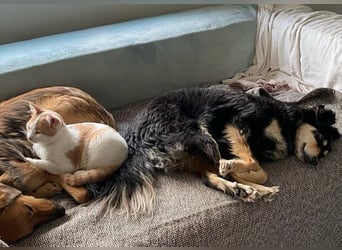 Miley - anhängliche, liebe und katzenverträgliche Hündin / z.Zt. noch in Rumänien
