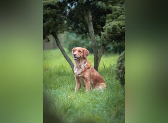 Golden Retriever Welpen