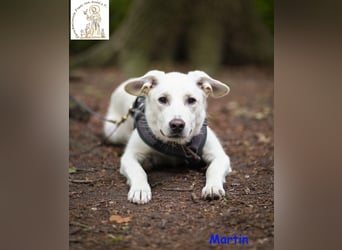 Martin – lebensfroher Junghund