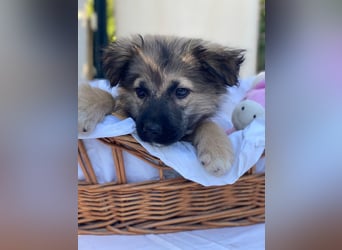 Dömpi LM - Zuhause gesucht – Neun kleine Hundekinder auf großer Mission