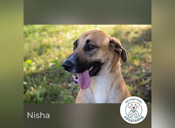 Nisha – Frohnatur