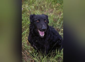 Chip 2277422: Sucht ein Zuhause