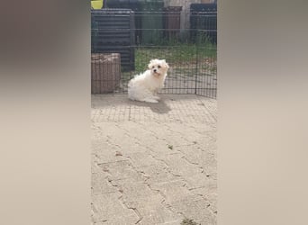 AMY - die liebe und freundliche kleine Maus sucht ein liebevolles Zuhause