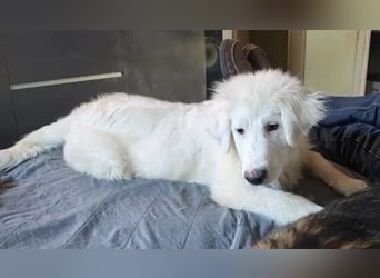 Arik, bereits auf PS in 57223 Kreuztal, sucht wunervolles Zuhause!