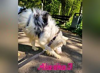 Alaska3 06/2024 (in Deutschland) - eine ganz besondere Border-Collie Hündin!