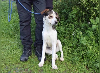 Luigi, Mix Jack Russel Terrier / Beagle , lieb und verträglich