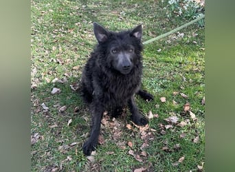 Priska: Für Menschen mit Herz und Hundeverstand