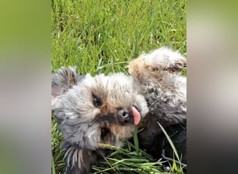 Traumhund ZEP, auf Pflegestelle in 90765 Fürth, sucht sein Zuhause!