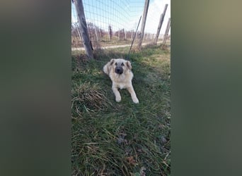 Schüchterner Leon sucht liebevolles Zuhause