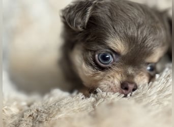 Wir haben aktuell Welpen. 2 Chihuahua Mädels