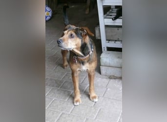 RANA - liebt das Zusammensein mit uns Menschen!
