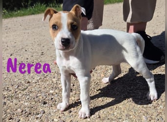 Nerea 01/2025 (ESP Pflegestelle) - aufgewecktes, süßes Ratonero Bodeguero Andaluz Mädchen!