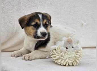 Nathan, einer von 7 süssen Hundebabys