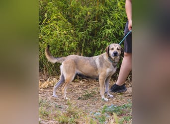 Mya, Mix Schäferhund / Rafeiro Alentejano, lieb und sozial