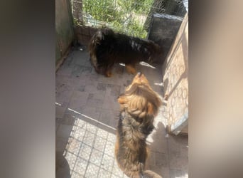 Fluffy Fellkugel Jack – sucht ein Zuhause für immer