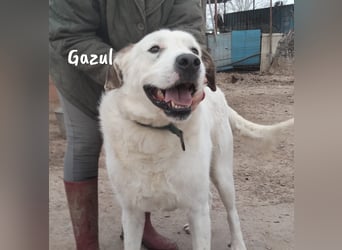 Gazul 06/2019 (ESP) - charismatischer und sozialer Boxer-Herdenschutz Mix!