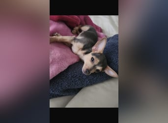 Kleiner süsser chiwawa mix