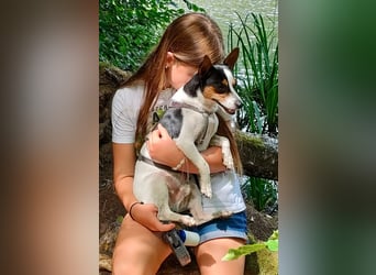 Ratón ✨ in Deutschland auf Pflegestelle
