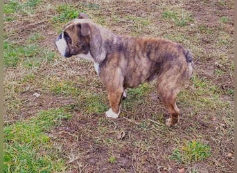  Heidi – kleine English Bulldog-Lady sucht Rasseliebhaber