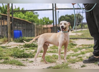 Enno, Mix Whippet / Podengo, lieb und sozial
