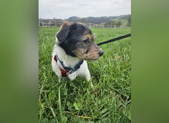 Ivy, eine freundliche aufgeweckte Hündin