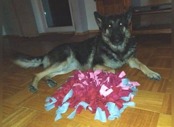 LIZA Collie-Schäferhund Mix