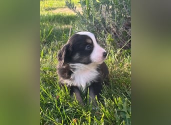 Miniature Australian Shepherd Welpen m. Papieren
