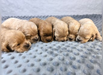 Schöne Cockapoo-Welpen