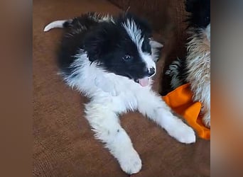 Kleiner Loki sucht ein Zuhause