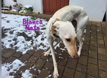 Blanca Nata 10/2023 (in Deutschland) - aufgeschlossene und unkomplizierte Traumgalga!