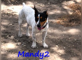 Mandy2 geb. 05/2024 (ESP) - fröhlicher, kleiner Jack Russel Terrier - Bodeguero Mix Rüde!