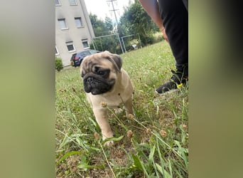 Mops welpen ab sofort Abgabe bereit.