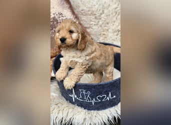 Cockapoo Welpen Englisch Cockerspaniel x Pudel