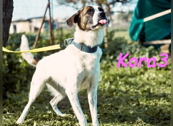 Kora3 08/2019 (ESP) - verspielte und kluge Boxer Mix Hündin!