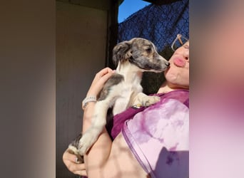 Sarabi, sucht ihre Familie