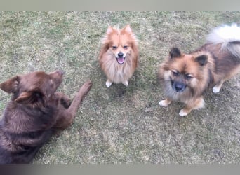 Cinnamon-SR, Süßer Spitz sucht ein Zuhause.