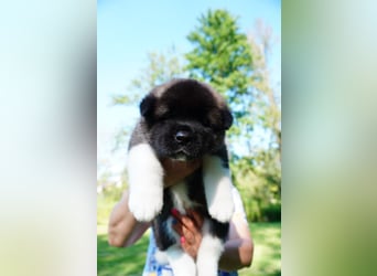 Amerikanische Akita